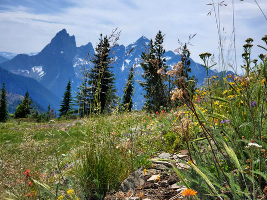 A Hiker's Paradise: 3 Trails to Visit at E.C Manning Park This Summer