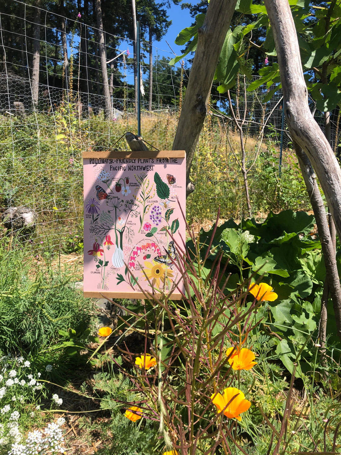 How to Create a Pollinator-Friendly Garden for Butterflies